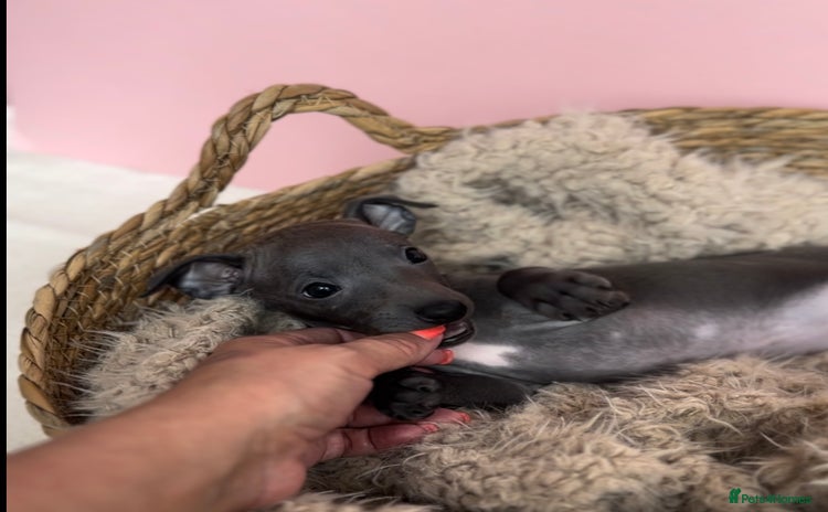 Italian Greyhound dogs - Advert 1