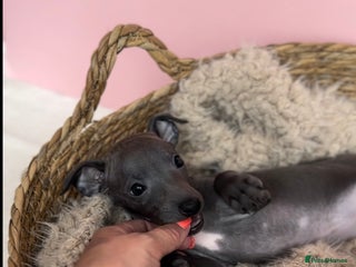 Italian Greyhound dogs - Advert 1
