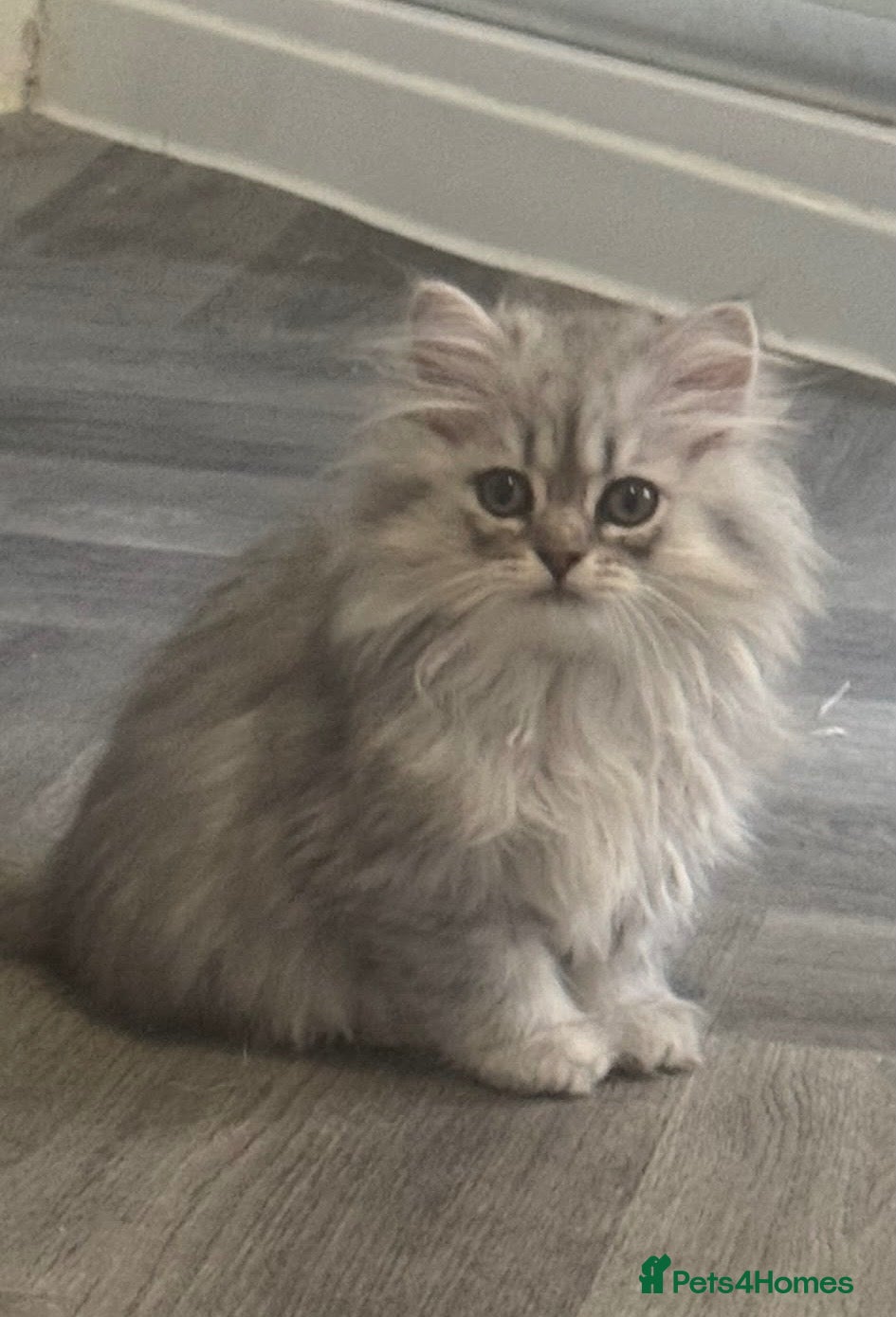Persian cats Beautiful long haired Persian Kittens - Advert 1