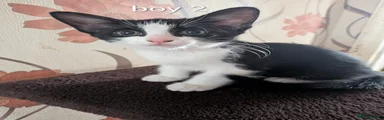 Boy 2