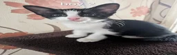 Mixed Breed cats for sale: Cute kittens looking for a new home - Advert 6