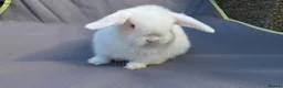 Mini Lop rabbits for sale: Lovely friendly Mini lops - Advert 2