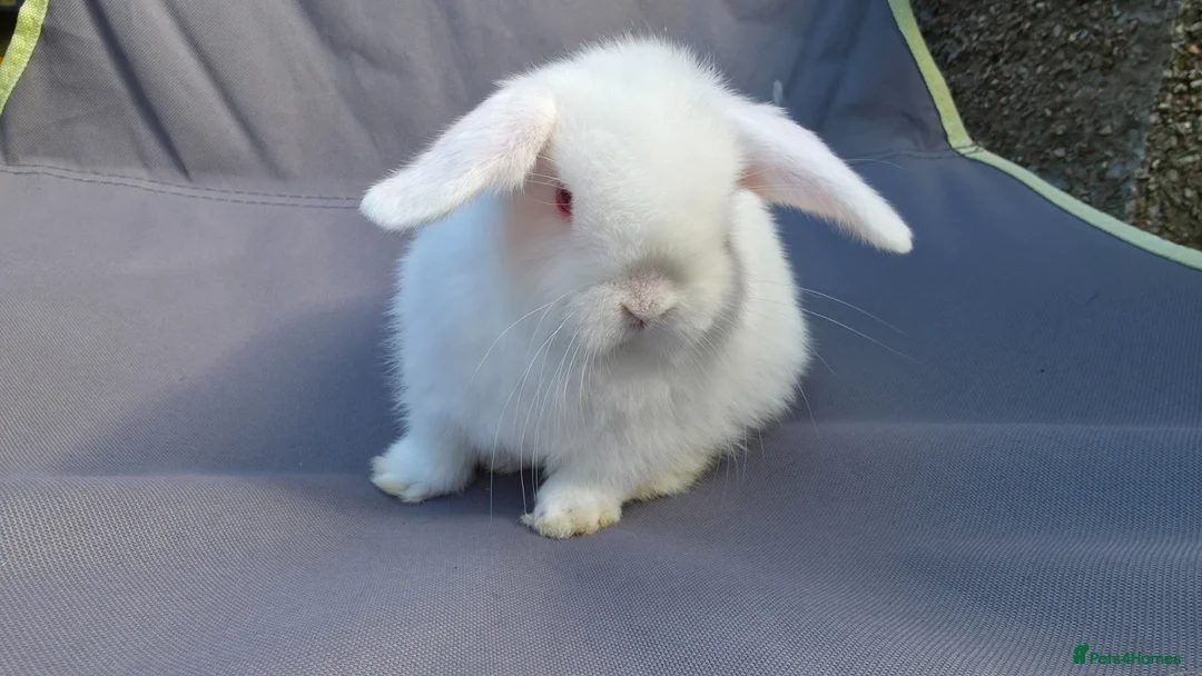 Mini Lop rabbits for sale: Lovely friendly Mini lops - Advert 2