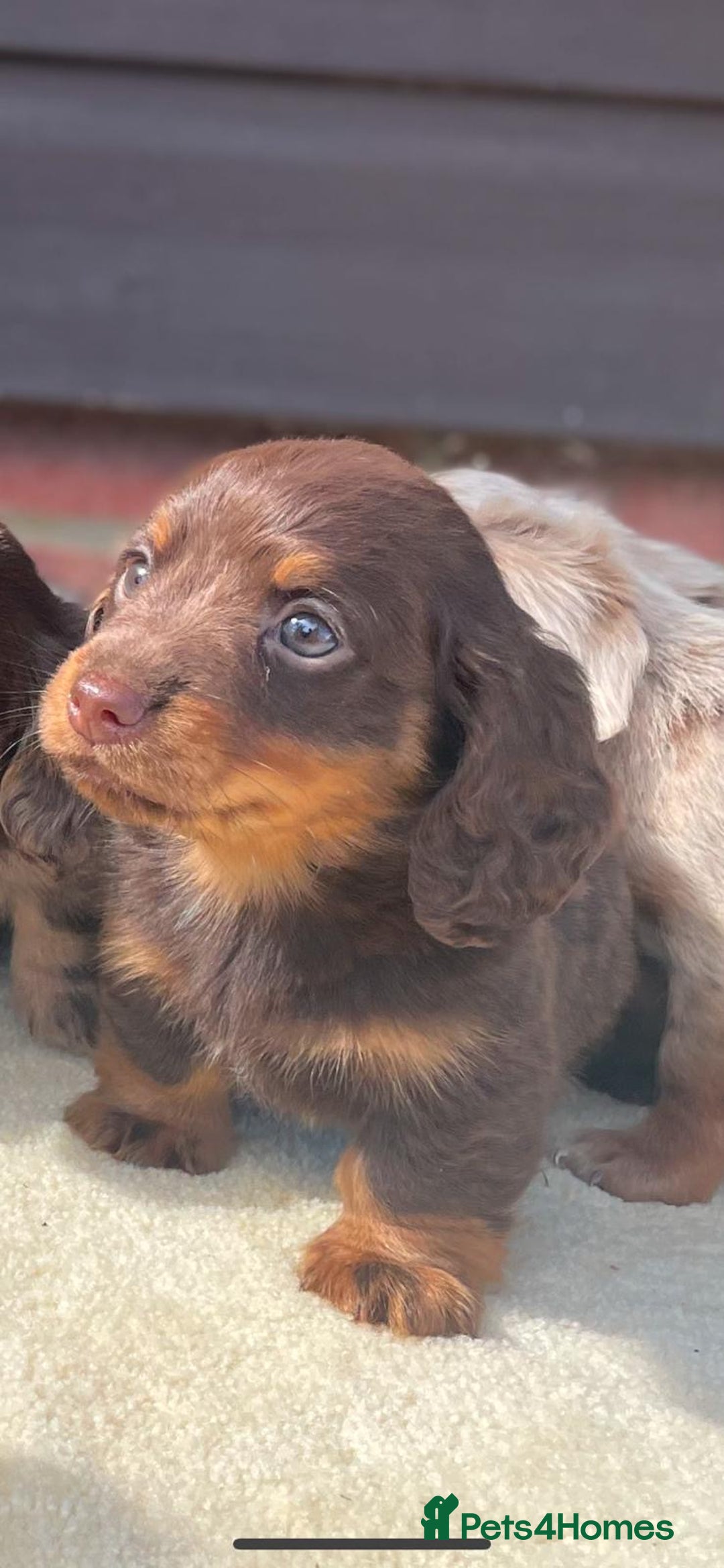 Miniature Dachshund dogs for sale: Long haired miniature Dashshund puppies  - Image 7