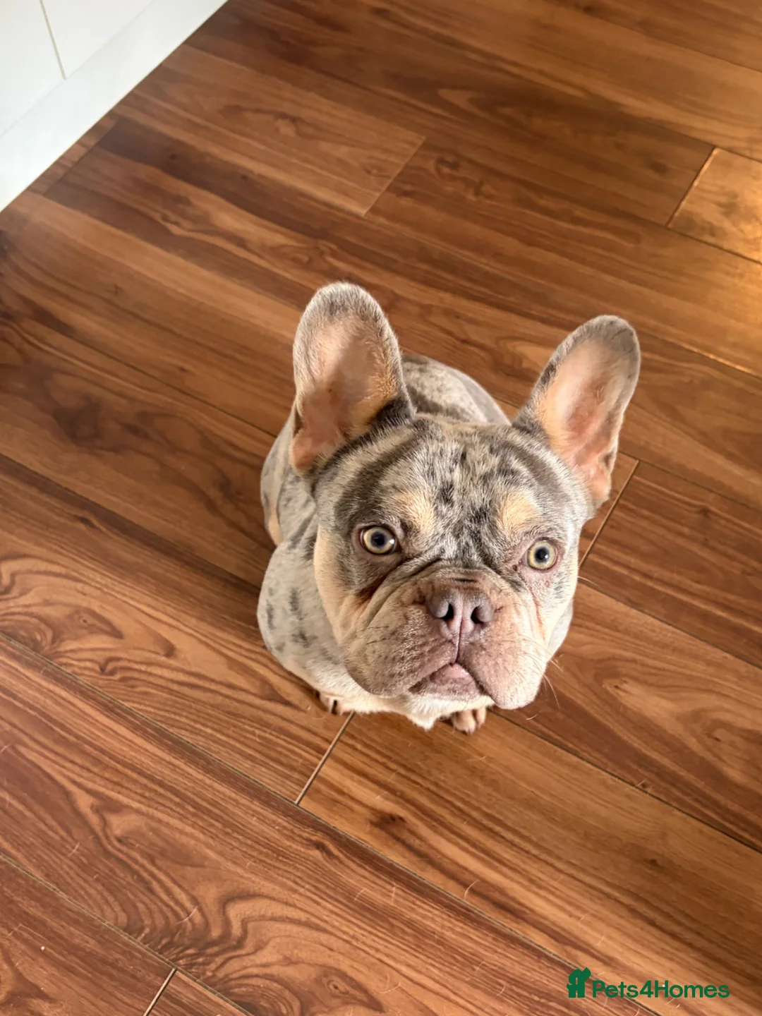 French Bulldog dogs for stud: Merle puppies from cooper - Advert 2