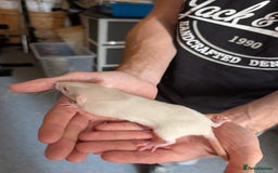 Rat rodents for sale: Adorable dumbo babies  - Image 9