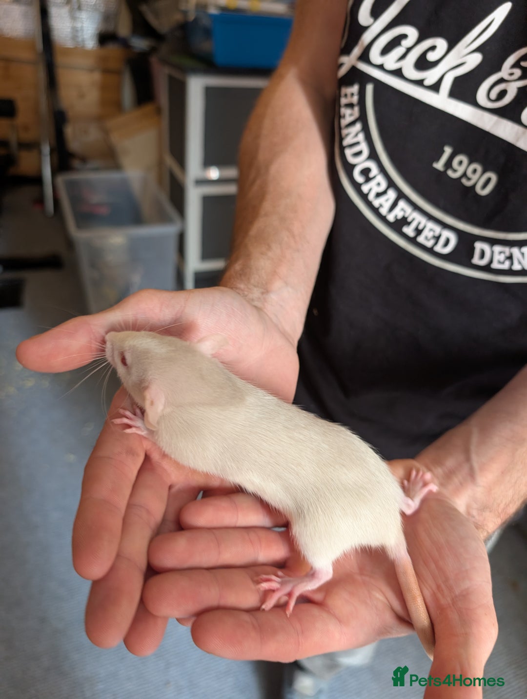 Rat rodents for sale: Adorable dumbo babies  - Image 9