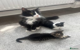 Mixed Breed cats for sale: Friendly kittens looking for a forever home in Thornton Heath - Image 2