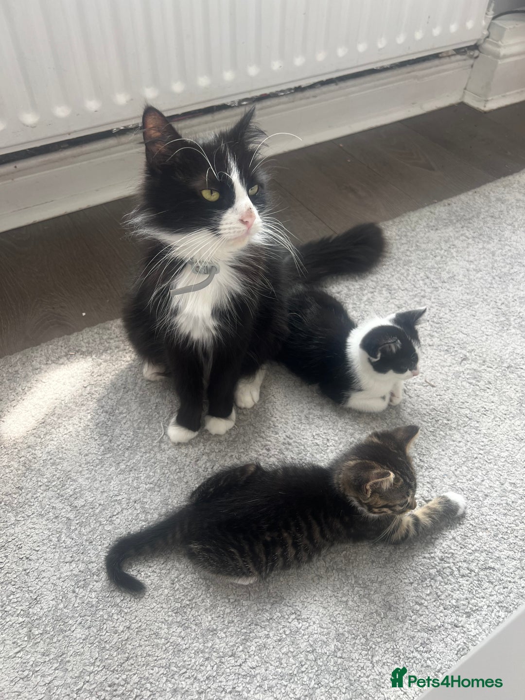 Mixed Breed cats for sale: Friendly kittens looking for a forever home in Thornton Heath - Image 2