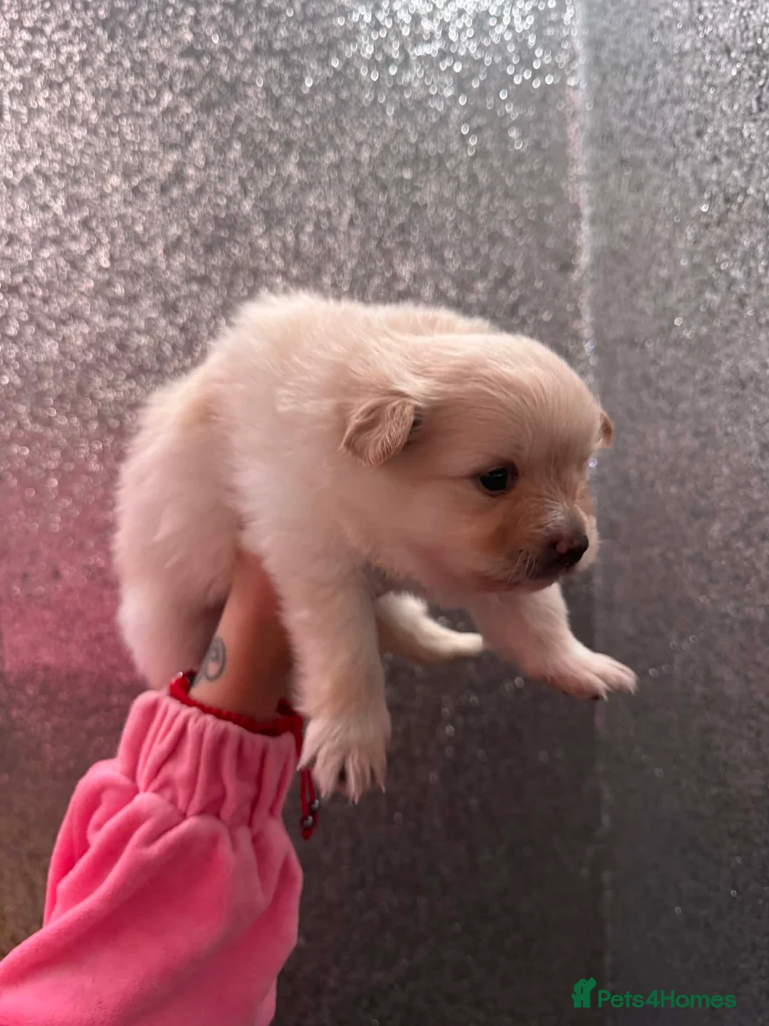 Pomeranian dogs for sale: One beautiful Pomeranian for sale - Advert 2