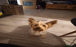 Yorkshire Terrier dogs for sale: Adorable Yorkshire Terrier Puppies. - Image 3