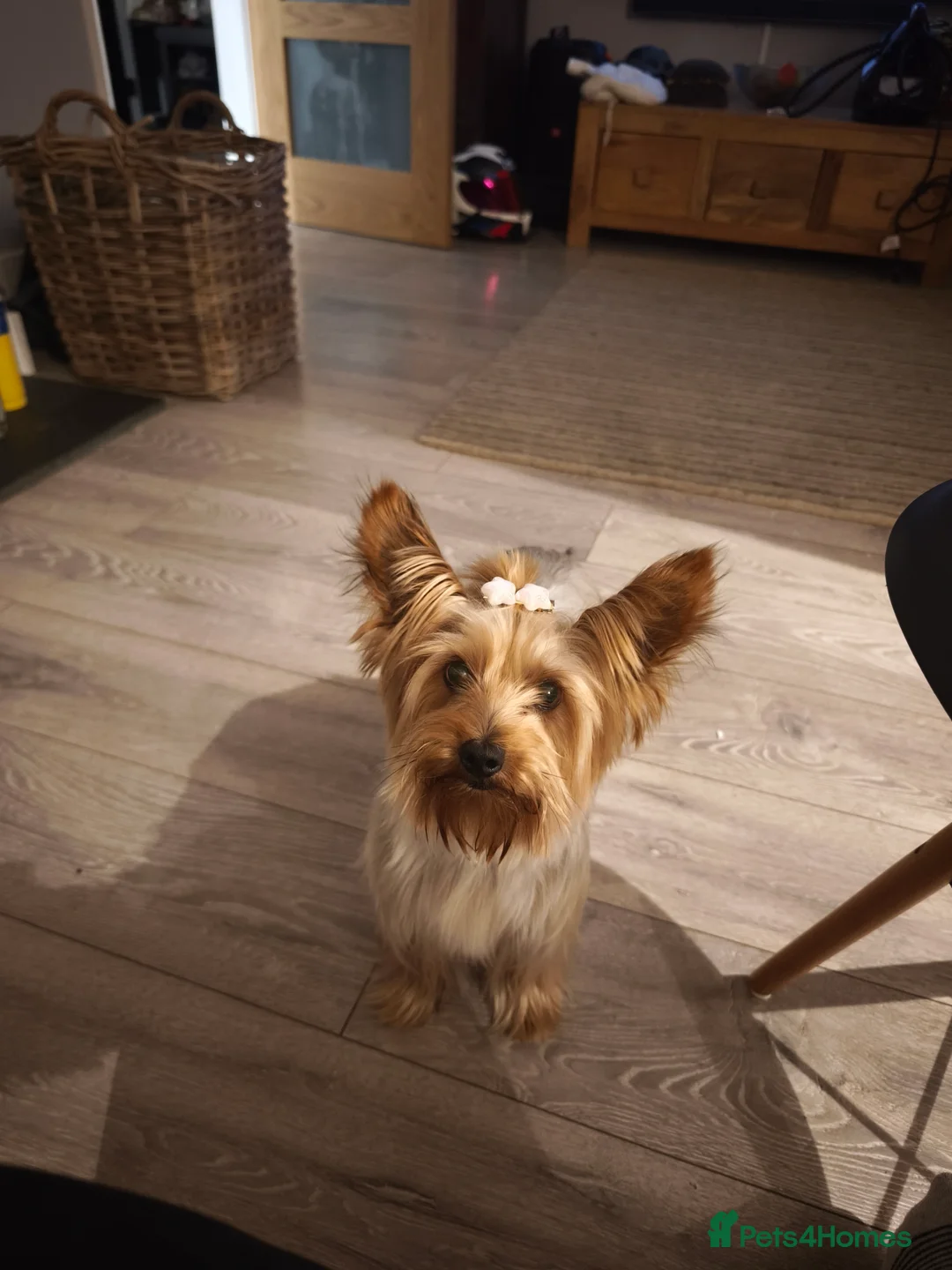 Yorkshire Terrier dogs for sale: Adorable Yorkshire Terrier Puppy. ONLY 1 GIRL LEFT - Advert 3