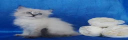 Siberian cats for sale: Siberian Kittens For Sale  - Advert 12
