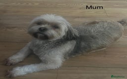 Mixed Breed dogs for sale: Beautiful Lhasa Apso X Bichon Frise puppies. - Image 12
