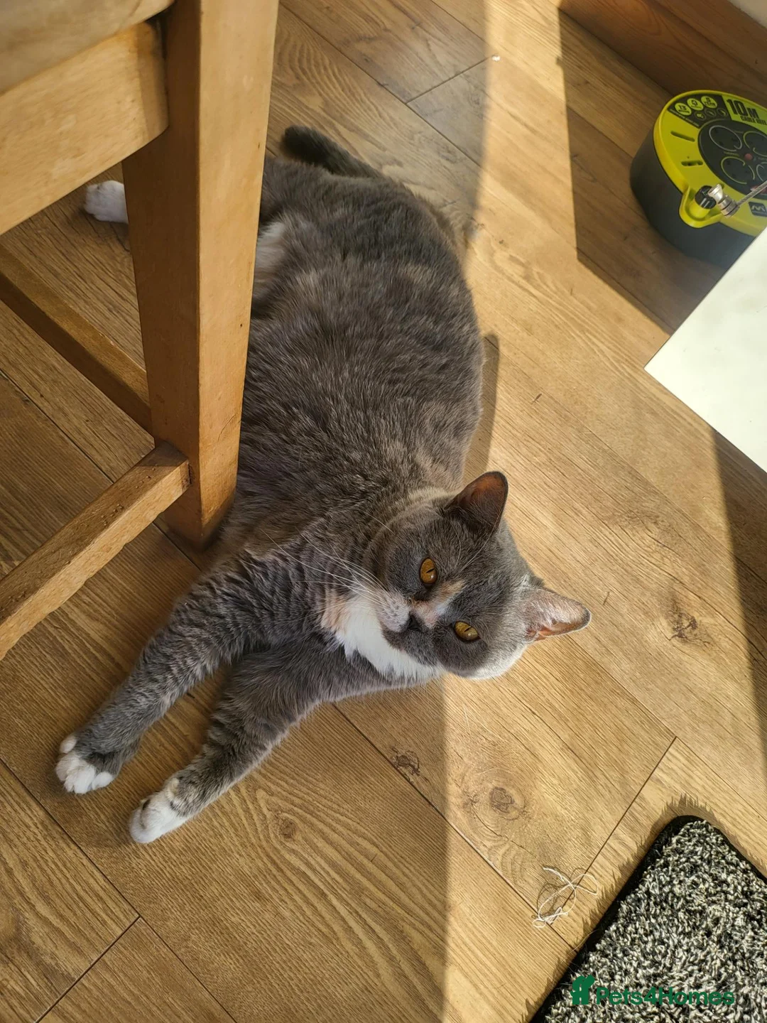 British Shorthair cats for sale: Male bsh  in Scunthorpe - Advert 2