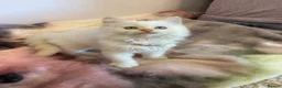 Ragdoll cats for sale: 💙 Stunning Purebred Ragdoll kittens  - Advert 18