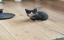 British Shorthair cats for sale: British short hair x tabby kittens  - Image 4