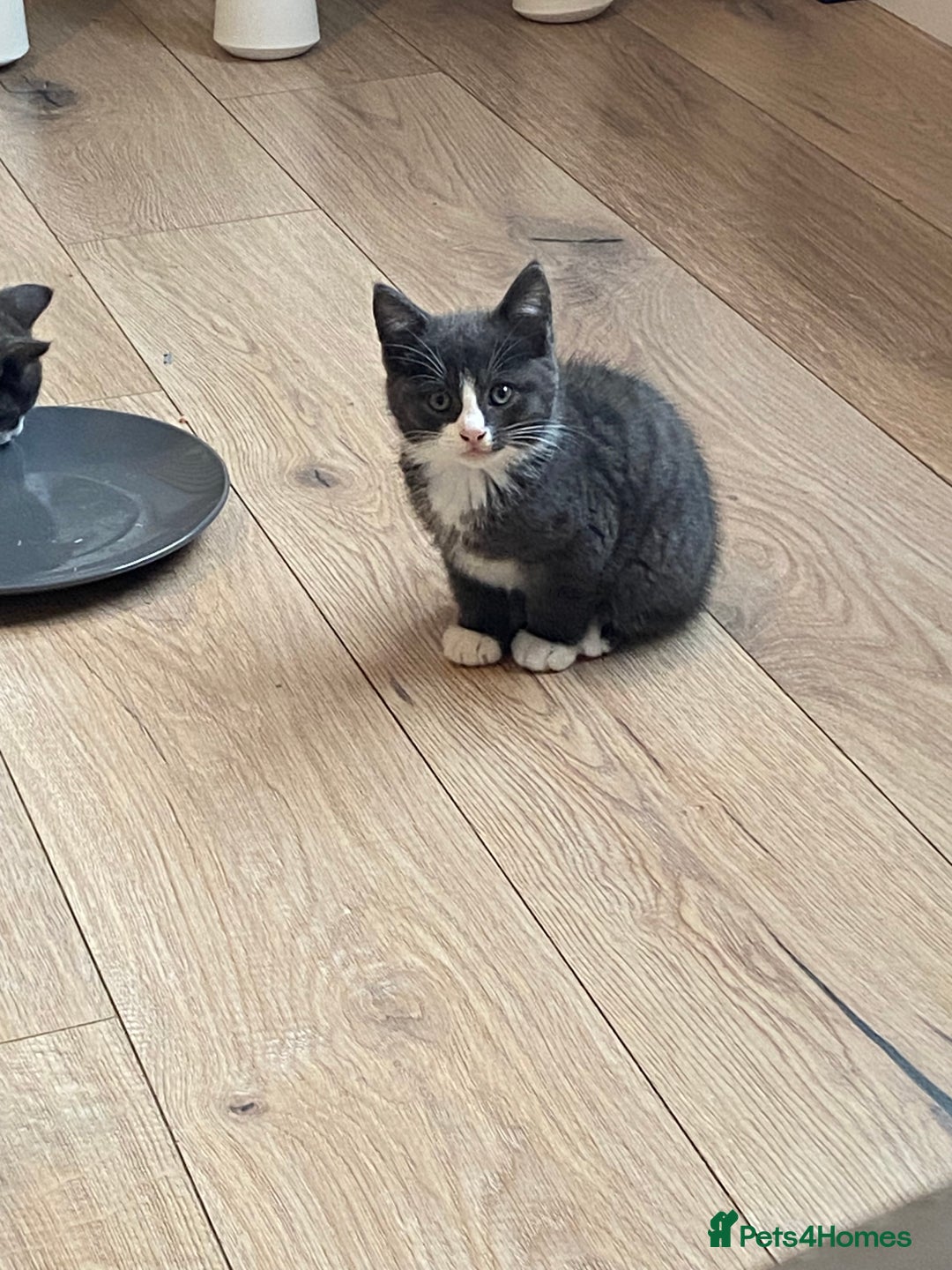 British Shorthair cats for sale: British short hair x tabby kittens  - Image 4