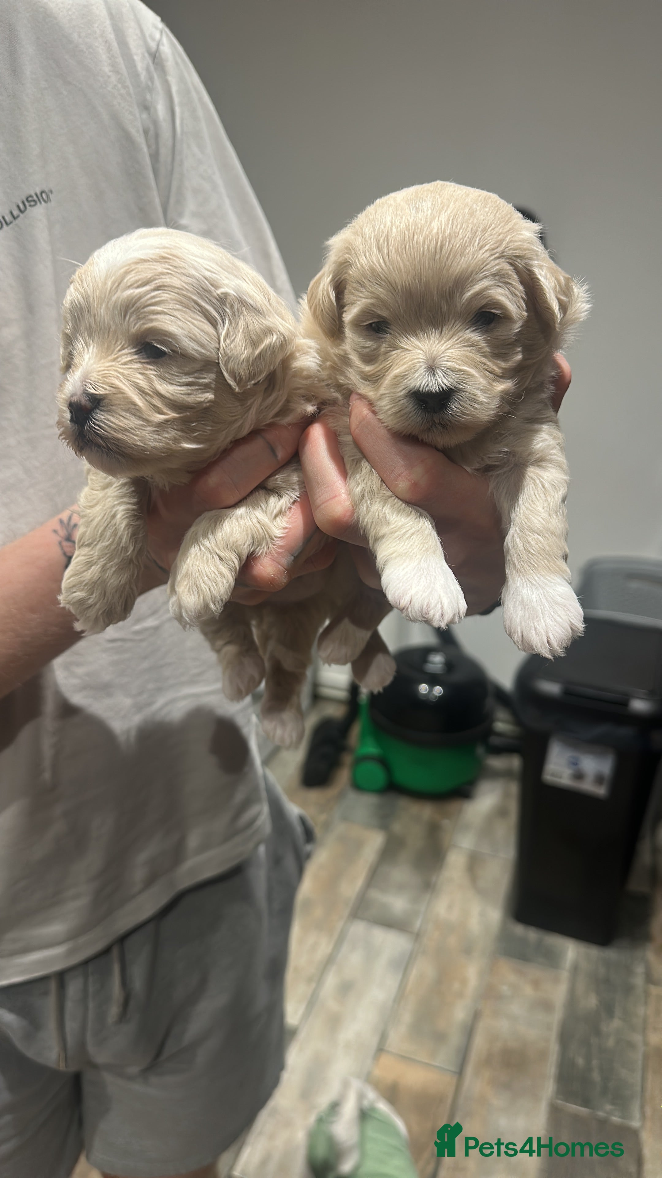 Maltipoo dogs Maltipoo babys - Advert 1