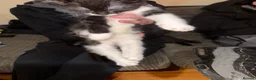 Mixed Breed cats for sale: Mixed breed kittens  in Dorchester - Advert 8