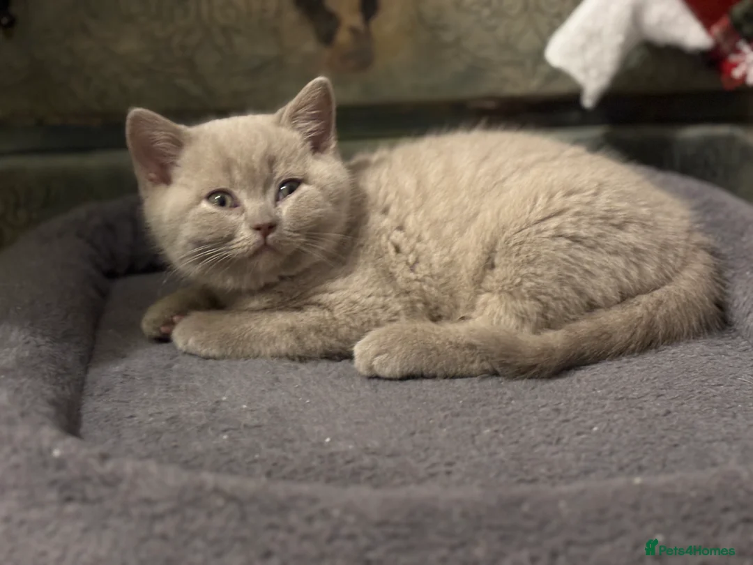 British Shorthair cats for sale: British shorthair and longhair  - Advert 16