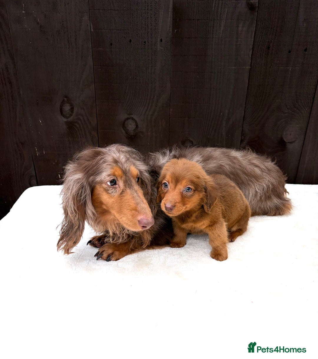 Miniature Dachshund dogs for sale: Dachshund puppy only 1 Boy still available  - Advert 30