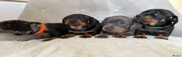 Miniature Dachshund dogs for sale: Miniature Dachshund - Advert 1