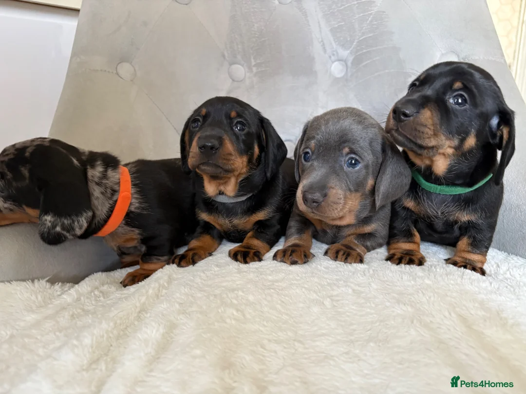 Miniature Dachshund dogs for sale: Miniature Dachshund - Advert 1