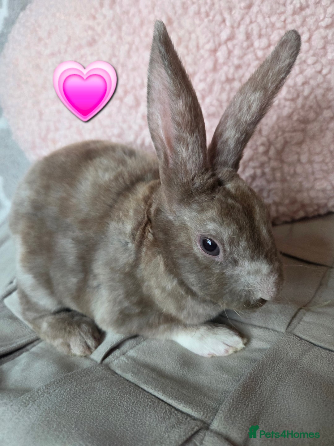 Rex rabbits for sale: 🐰 Beautiful mini rex babies 🐰 - Image 5