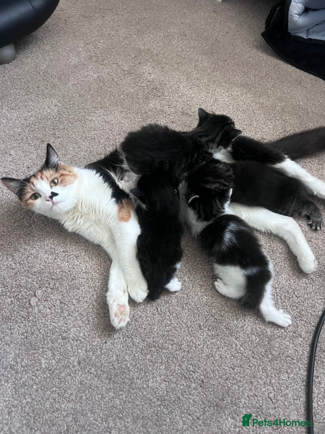 Mixed Breed cats for sale: 4 beautiful kittens 2 female 2 male - Advert 4