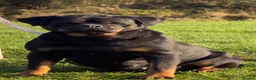 Rottweiler dogs for sale: Top quality kc reg Rottweiler pups german/serbian - Advert 19