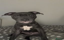 Staffordshire Bull Terrier dogs for sale: Blue Staffordshire bull terrier - Image 4