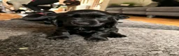 Cocker Spaniel dogs for sale: Stunning show cocker spaniel puppies - Advert 5