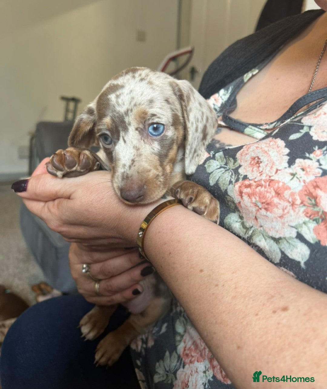 Miniature Dachshund dogs 2 LEFT🎀💙 KC Registered Miniature Dachshunds⭐️ - Advert 1