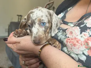 Miniature Dachshund dogs 2 LEFT🎀💙 KC Registered Miniature Dachshunds⭐️ - Advert 1