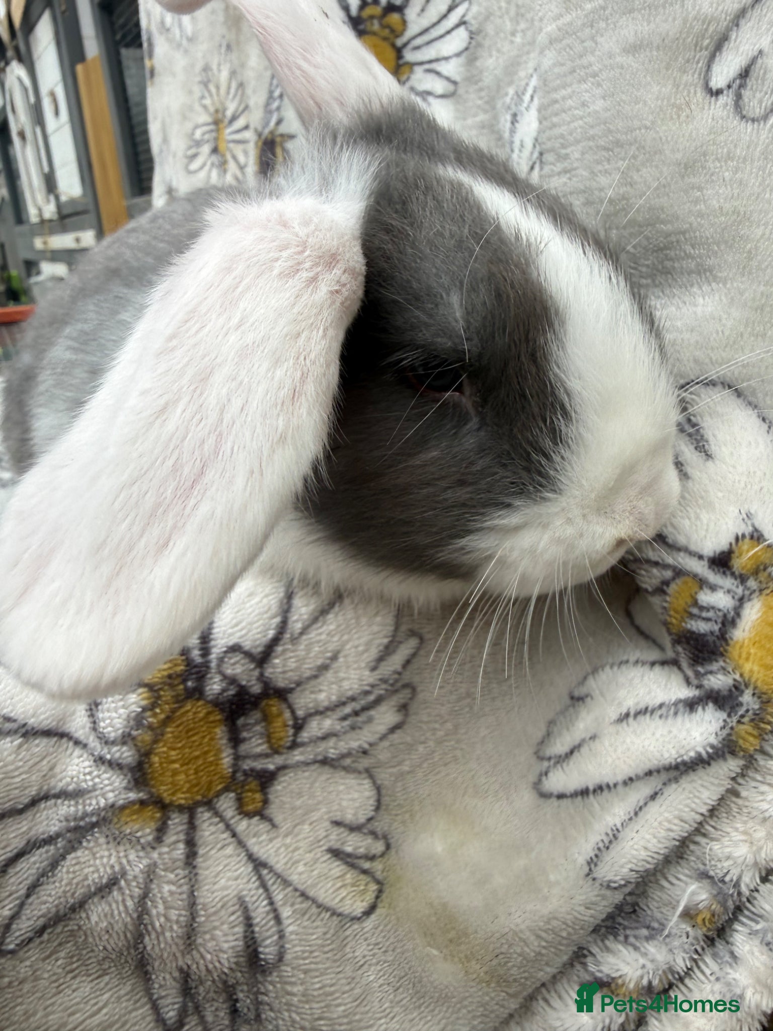 Mini Lop rabbits Pure bred mini lop bunnies - Ready Now - Advert 2