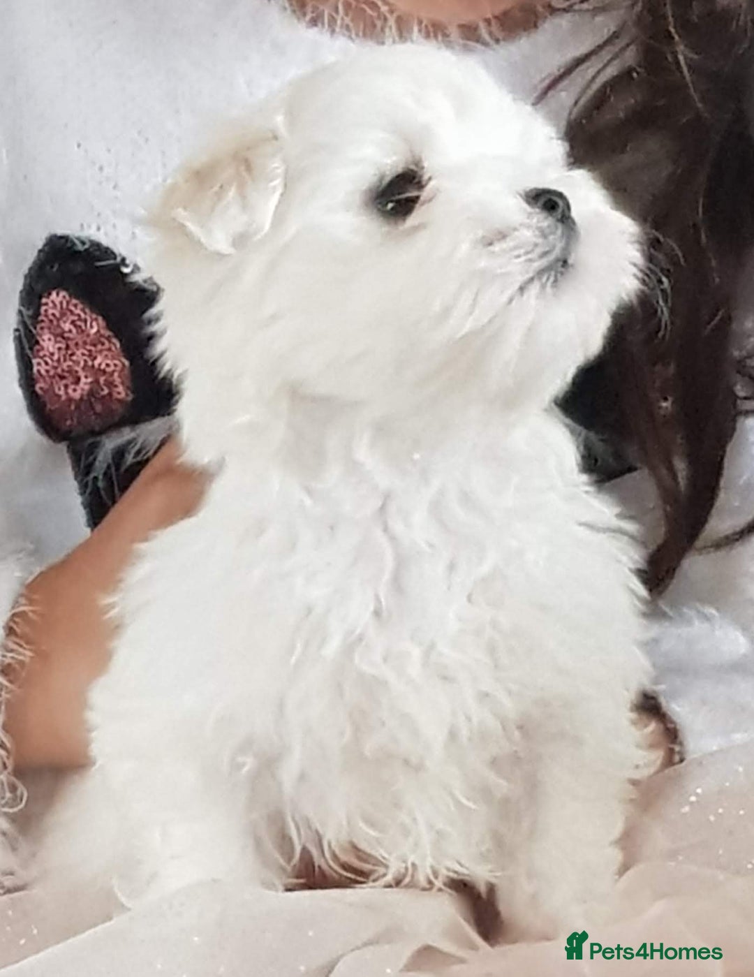 Maltese dogs for sale: K C registered Maltese Puppies - Advert 8
