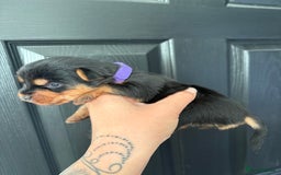 Yorkshire Terrier dogs for sale: Yorkshire terrier puppies - Image 12