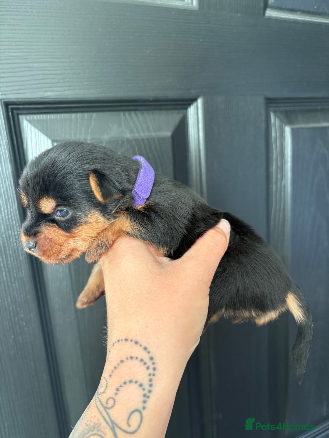 Yorkshire Terrier dogs for sale: Yorkshire terrier puppies - Image 12