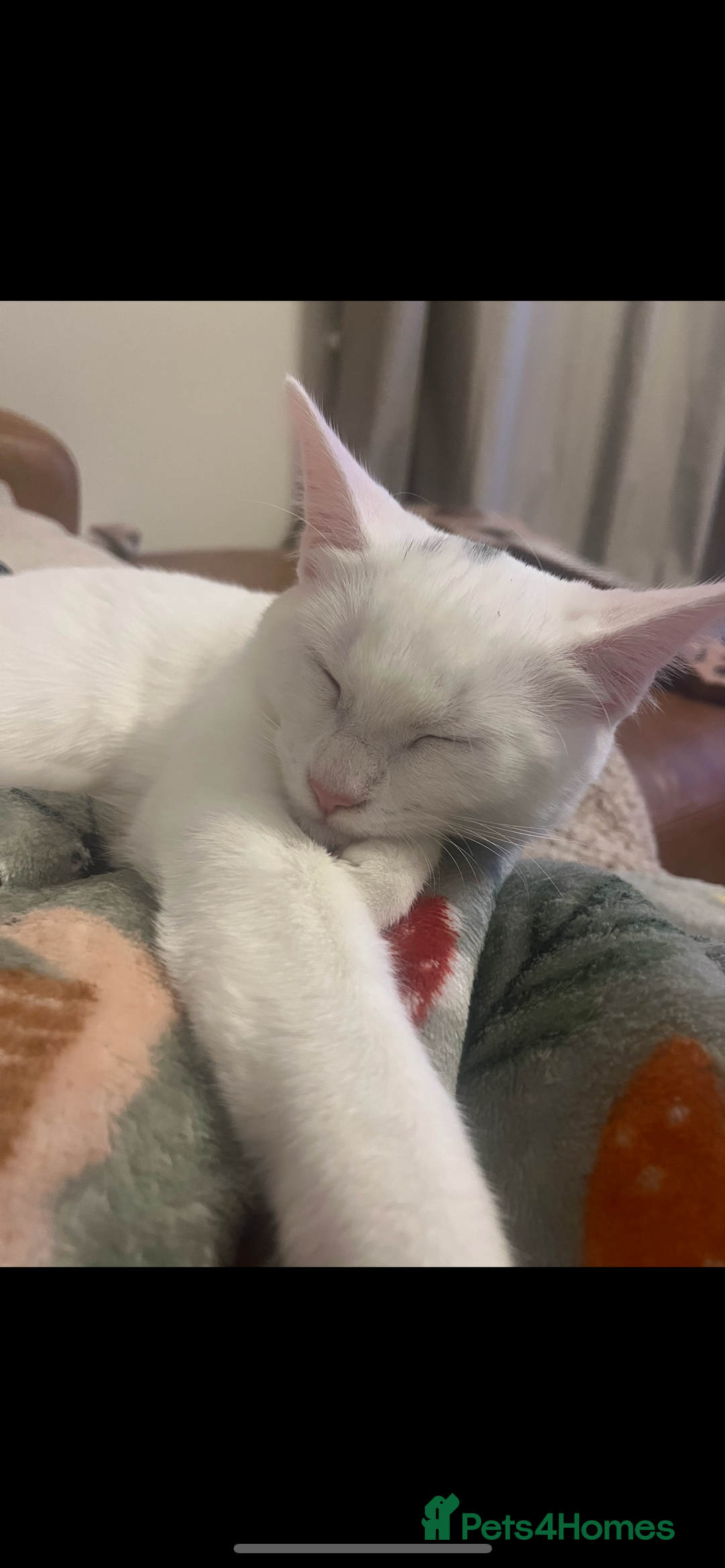 Mixed Breed cats for sale: Kittens Ready now  - Image 6