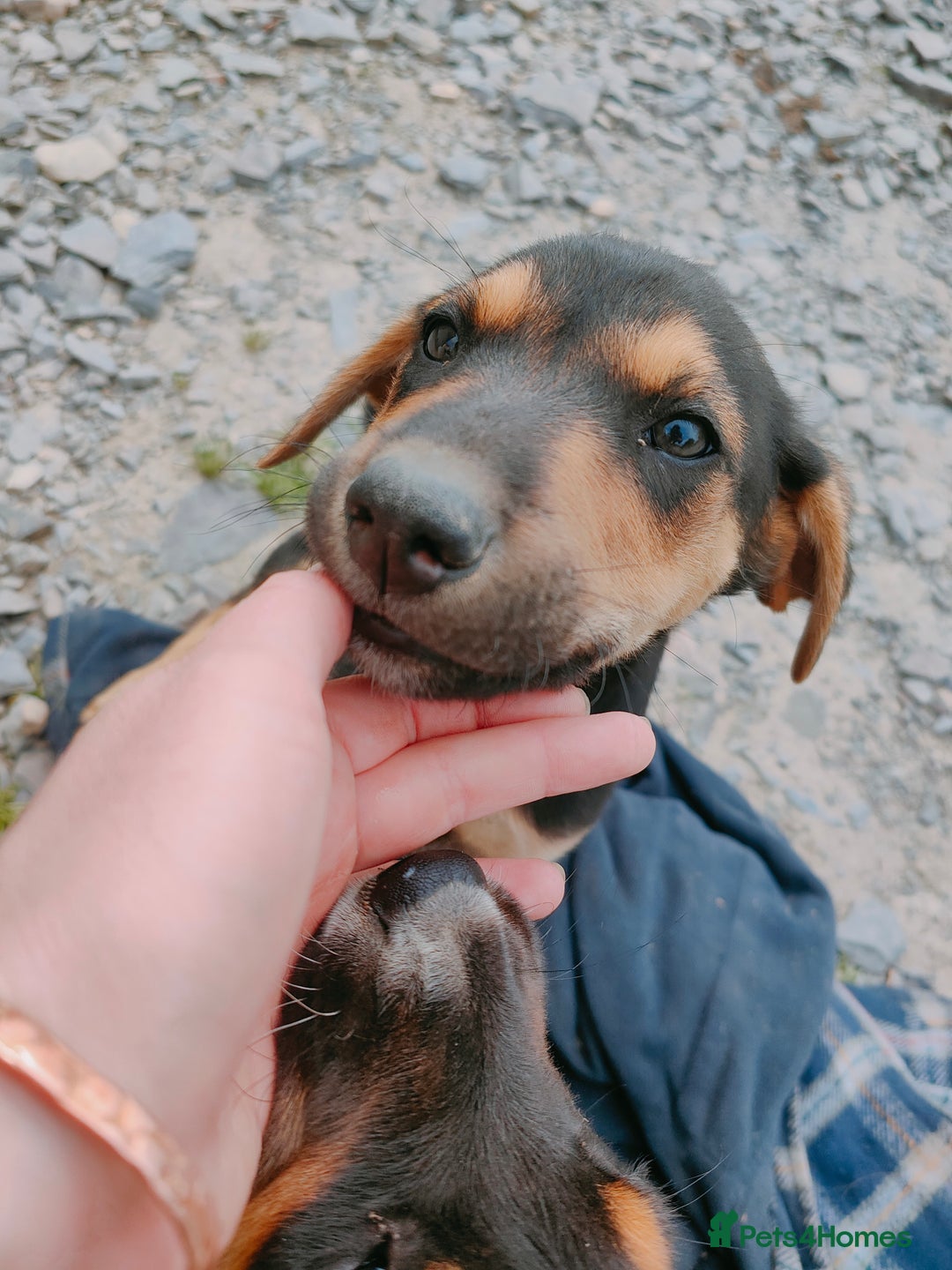 Huntaway dogs for sale: Male Huntaway Pups  - Image 9