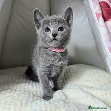 Russian Blue cats Beautiful Russian Blue kittens - Advert 2