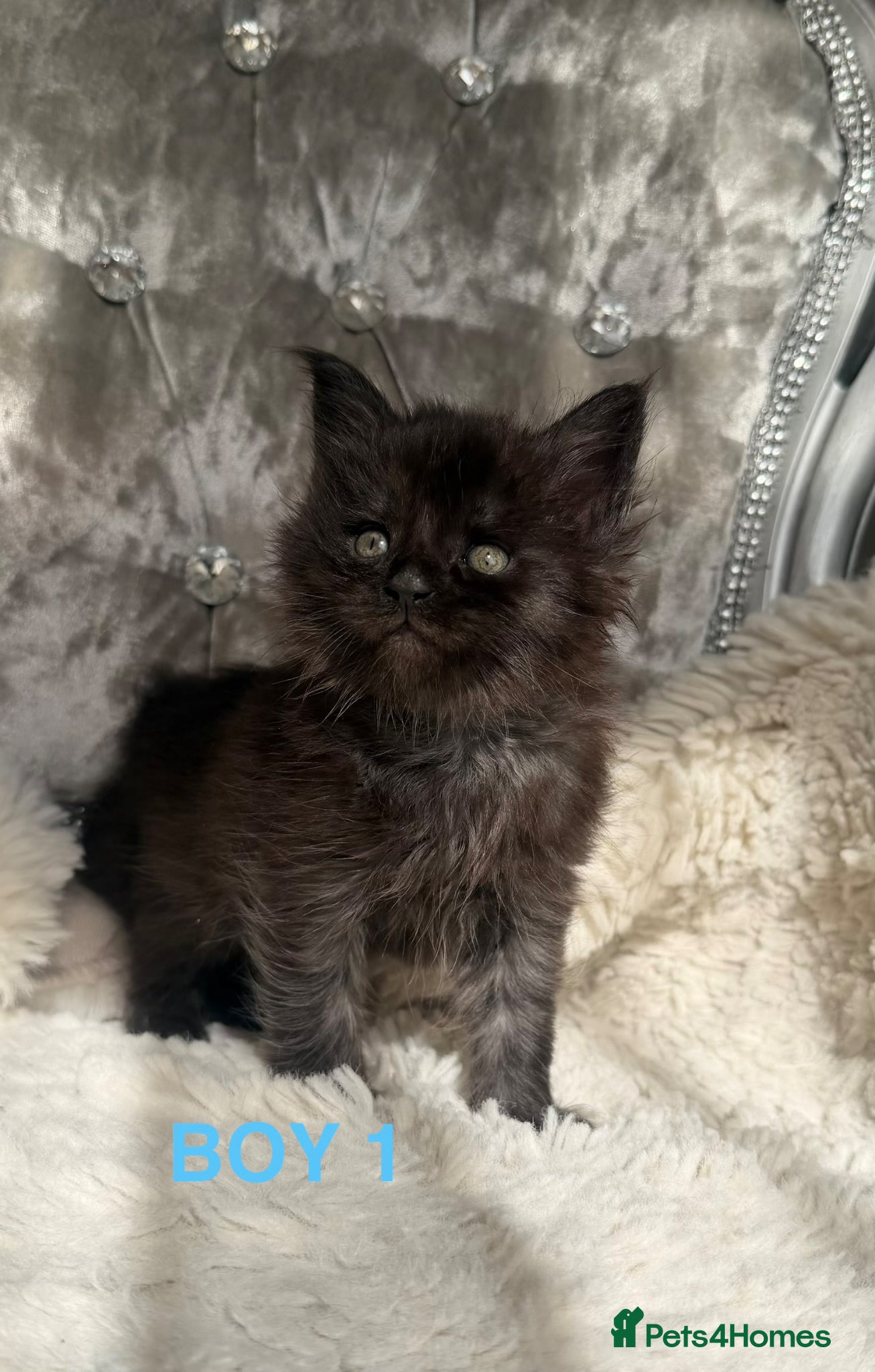 Maine Coon cats OUTSTANDING SHOW QUALITY MAINE COON KITTENS  - Advert 2