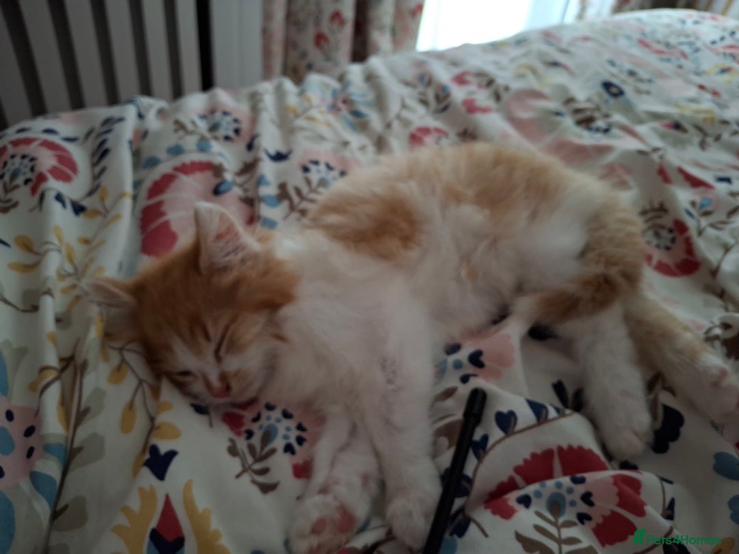 Maine Coon cats for sale: Beautiful Part Maine Coon/Ragdoll Long Haired Male - Advert 9