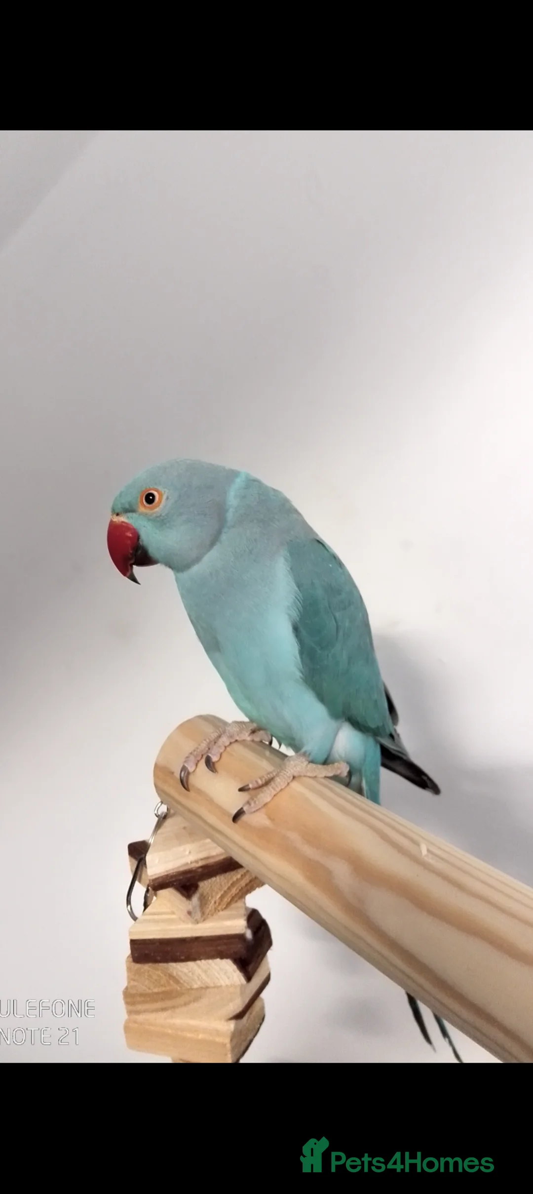 Ringnecks birds for sale: Blue Ringneck  in Bromsgrove - Advert 1