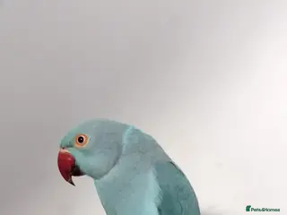 Ringnecks birds Blue Ringneck - Advert 9
