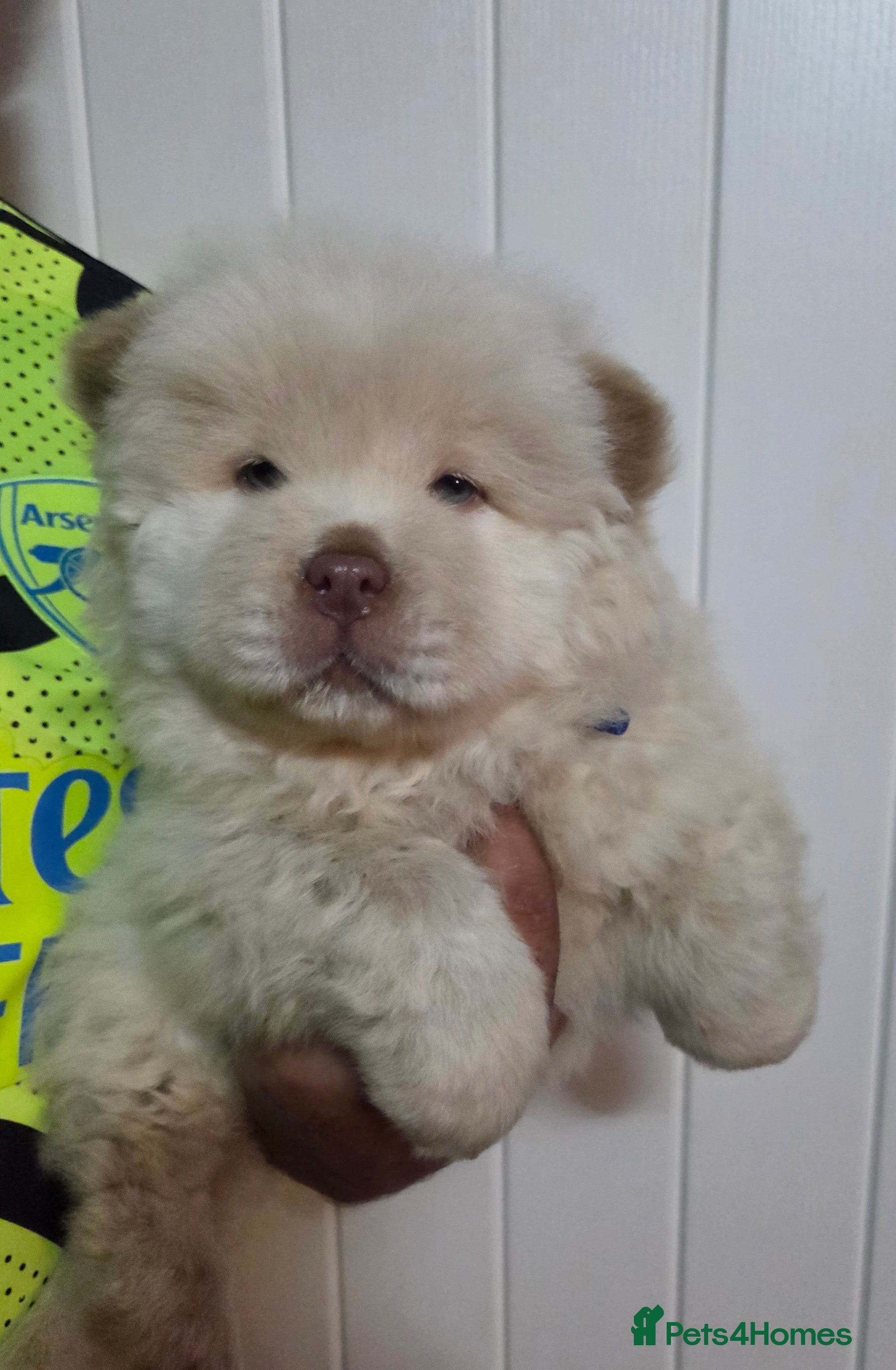 Chow Chow dogs New Home Needed Chow - Advert 2