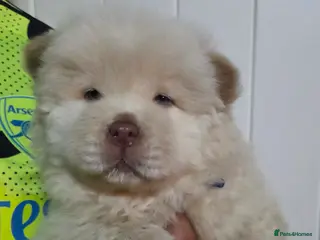 Chow Chow dogs New Home Needed Chow - Advert 2