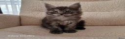 Maine Coon cats for sale: Pure Maine coon kittens - Advert 19