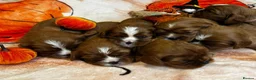 Cavalier King Charles Spaniel dogs for sale: 7 KC registered boy cavalier king Charles  - Advert 13